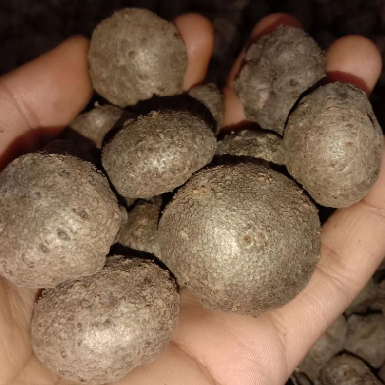 Benih Katak Porang Ukuran Medium 1 Kg Isi 200-250 - Benih Unggul Siap Tanam