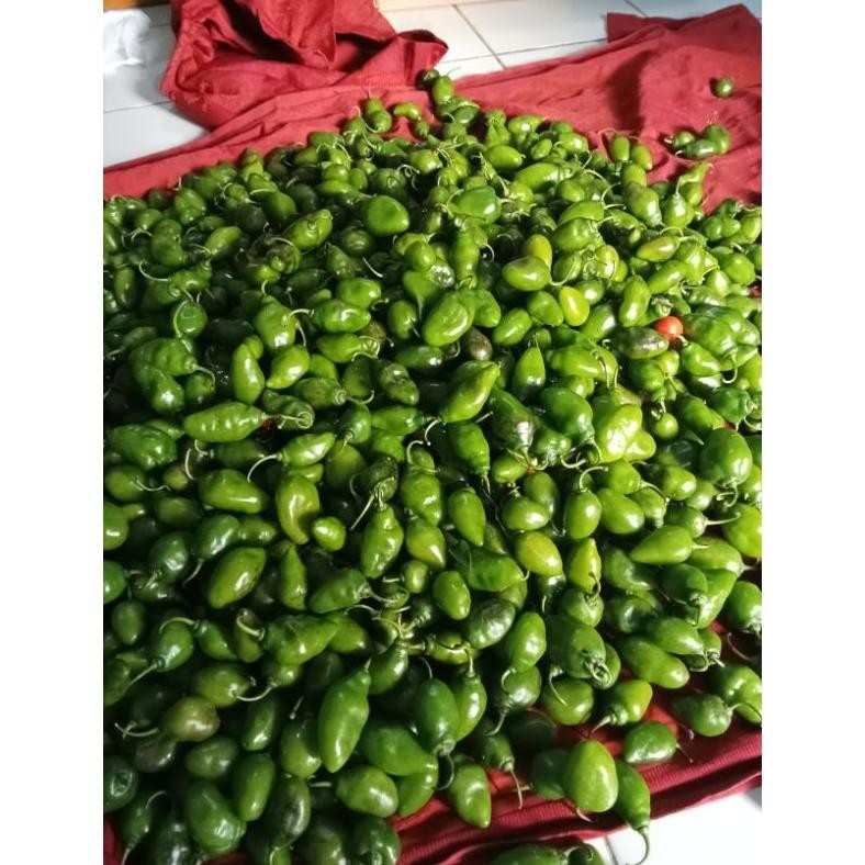 

Cocok Cabe Gendot / Cabe Bendot / Cabe Gendol / 1 Kg / Fresh / Segar / Sayuran / Cabai