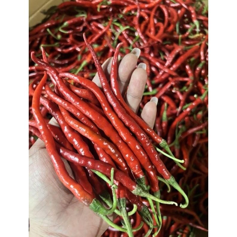 

Momen Spesial Cabai Keriting Imperial 500 Gram