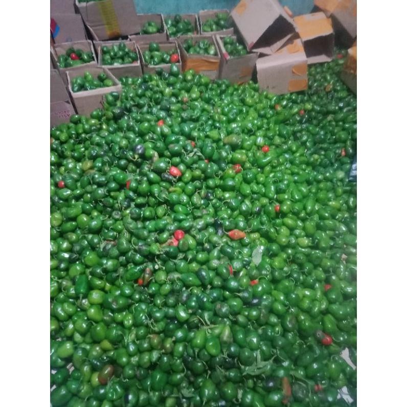 

Segera Cabe Gendot 500Gram