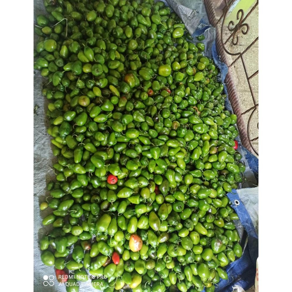 

Paling Dicari 500Gr Cabe Gendot Cabai Bendot Segar