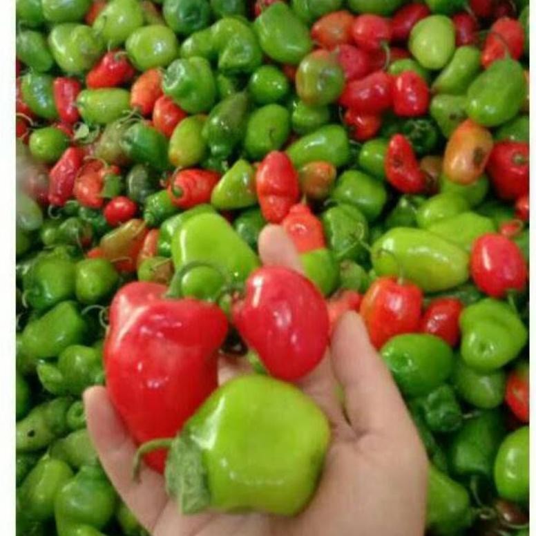 

Satisfaction Cabai Bandung Khas Dieng | Cabai Gendot | Cabai Segar