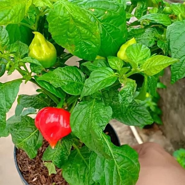 

Premium Tanaman Cabe Paprika - Cabai Gendot - Lombok Terpedas Di Dunia