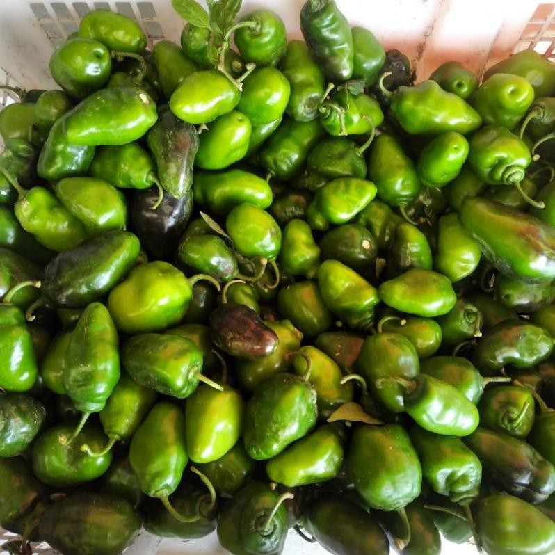 

Penuh Inovasi 500Gr Cabe Gendot Cabai Bendot Segar