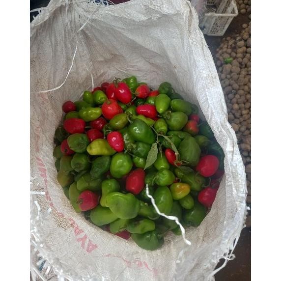 

Special Cabai Bandung Khas Dieng | Cabai Gendot | Cabai Segar