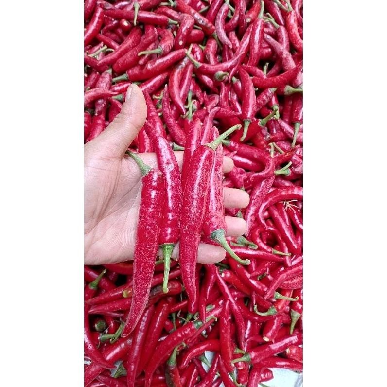

Trendi Cabe Merah Besar Tw Beauty Pedas Merah 1 Kg