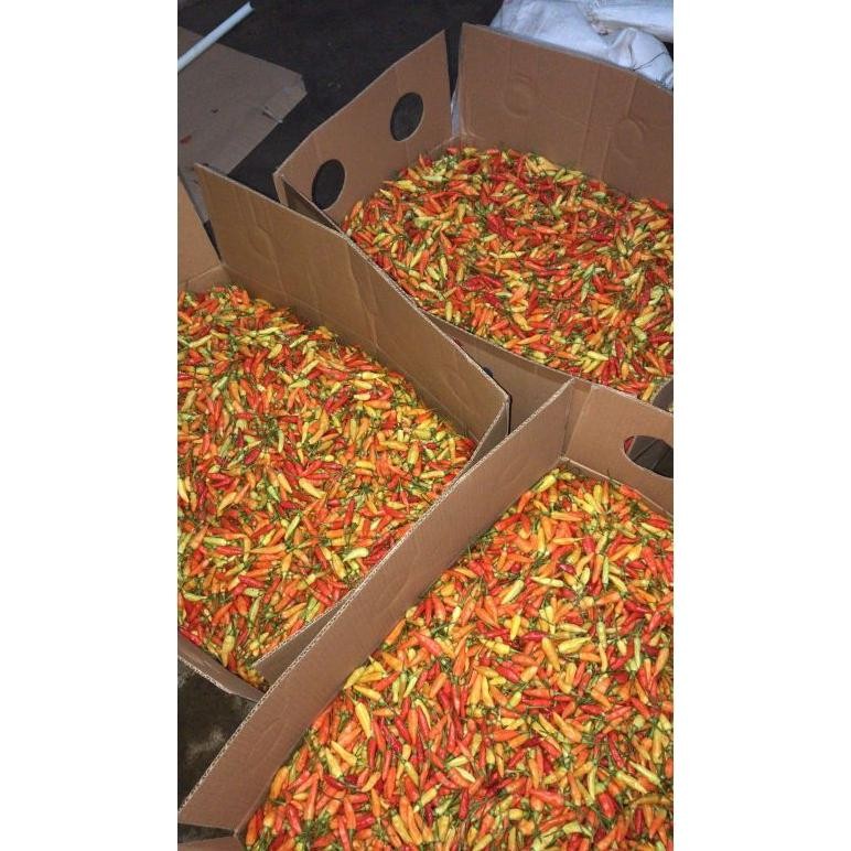 

Trendi Cabe Rawit Ori Super Fresh Ori Sleman 1Kg