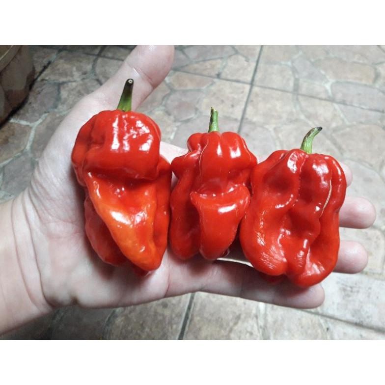 

Special Biji Cabe Katokkon Super / Cabe Toraja Super Isi 20 Butir