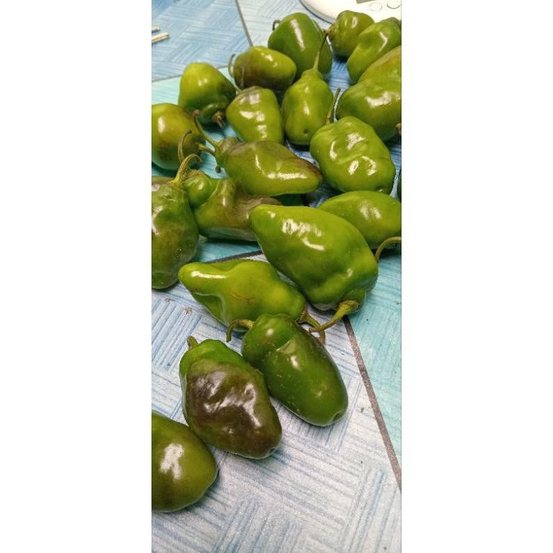 

Bahan Terbaik Cabe Gendot 1Kg Asli Dieng