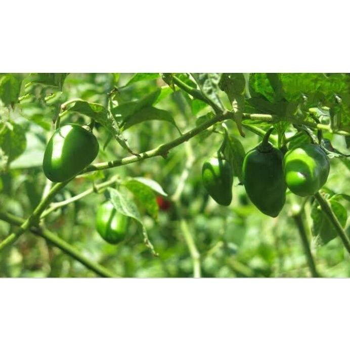 

Inspiratif Cabe Gendot / Cabe Bendot / Cabe Gendol / 1 Kg / Fresh / Segar / Sayuran / Cabai