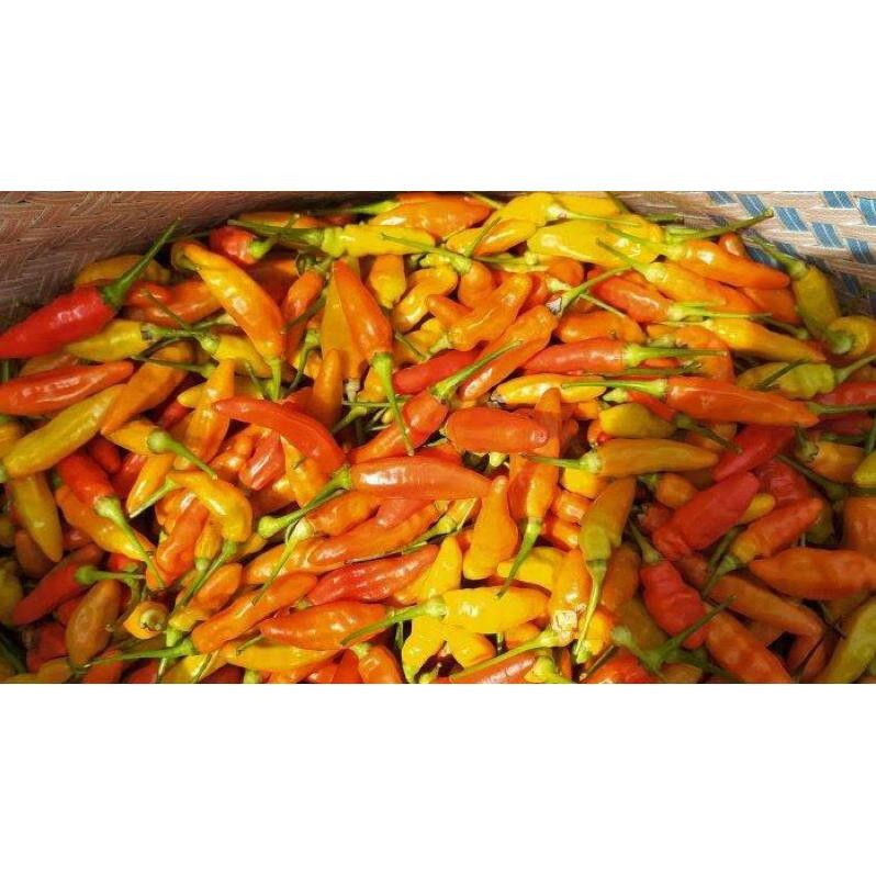 

Momen Spesial Cabe Rawit Merah Ori Fresh | Lombok Rawit Merah Ori Fresh 1Kg