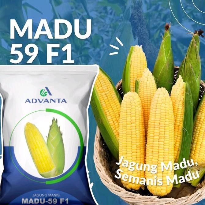 

TERMURAH BENIH JAGUNG MANIS MADU 59 F1 250GR | BIBIT HIBRIDA MANIS ADVANTA