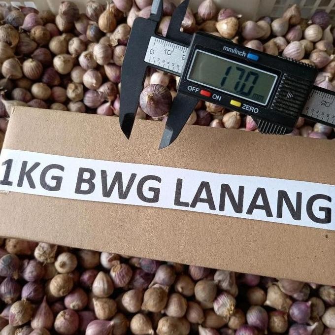 

TERMURAH BAWANG PUTIH TUNGGAL LANANG 1KG (UKURAN KECIL) - UNTUK MADU BAWANG & STAMINA
