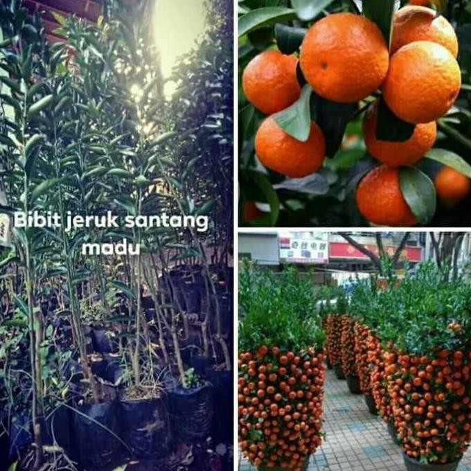 

TERMURAH BIBIT JERUK SANTANG MADU SIAP TANAM - SUDAH BERBUNGA & BERBUAH