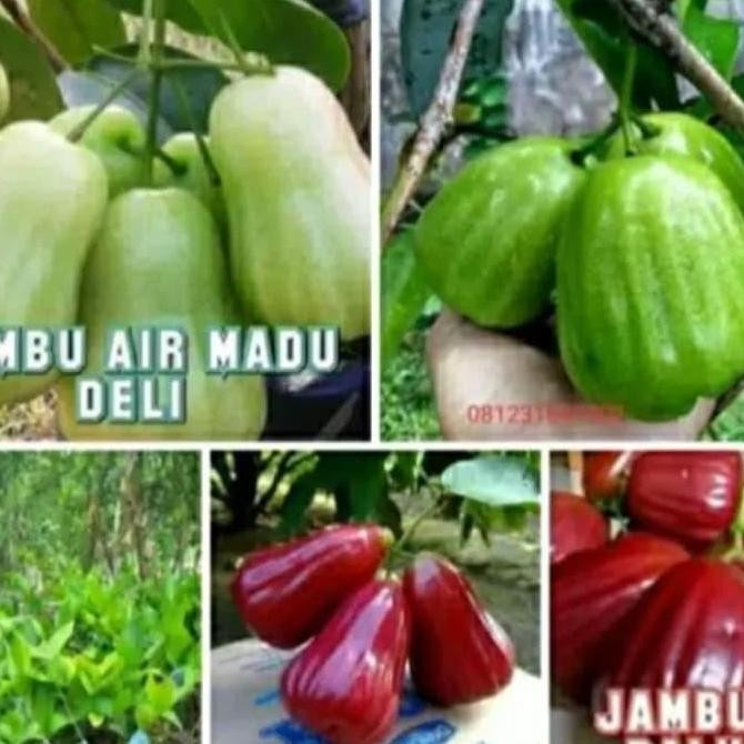 

TERMURAH PAKET JAMBU AIR MADU DELI MERAH & HIJAU KIOJOK DALHARI - BIBIT UNGGUL SHOPEE