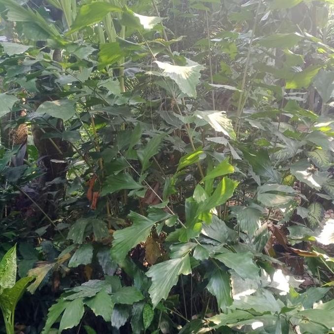 Terlaris Pohon Hias Palem Ekor Ikan Ready Stok