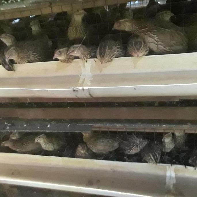 

TELUR PUYUH TETAS/FERTIL