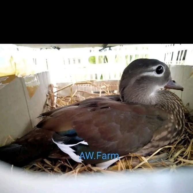 

TELUR BEBEK MANDARIN SIAP TETAS