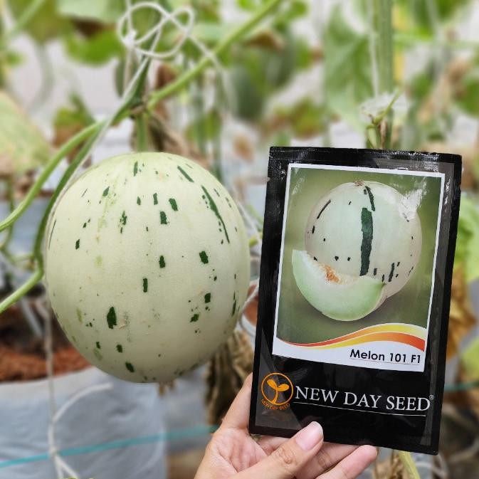 Benih Melon New Day Seed New Dalmatian utuh isi 500 seeds