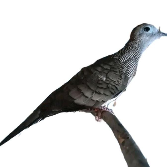 Stock In Perkutut Bangkok Super (A)