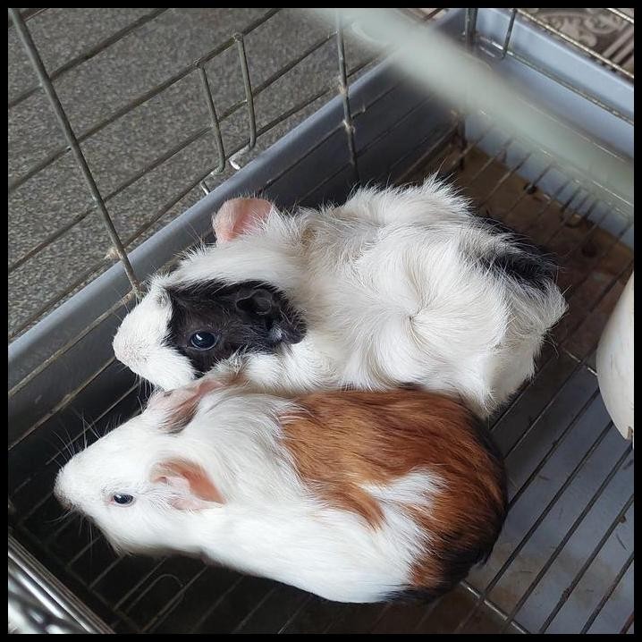 marmut guinea pig peruvian