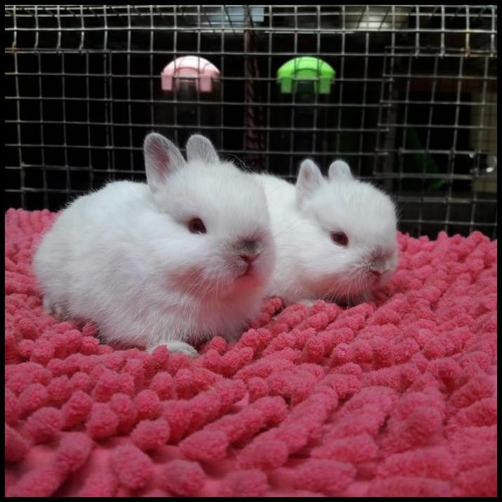 kelinci dwarf himi hotot