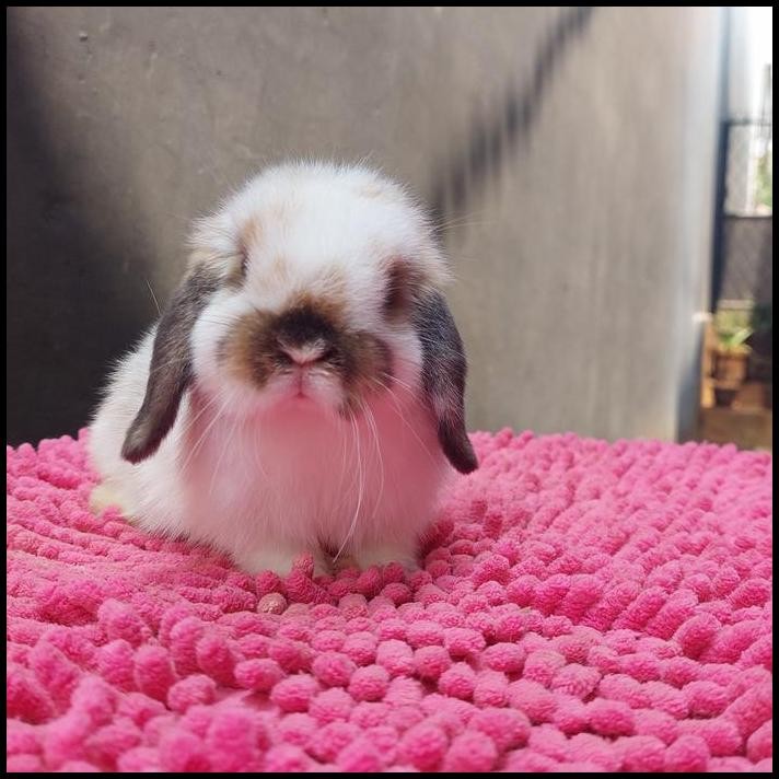 

sepaket pesanan kelinci ka linda tangerang