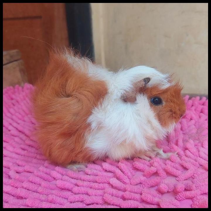 guinea pig silky syeba senior