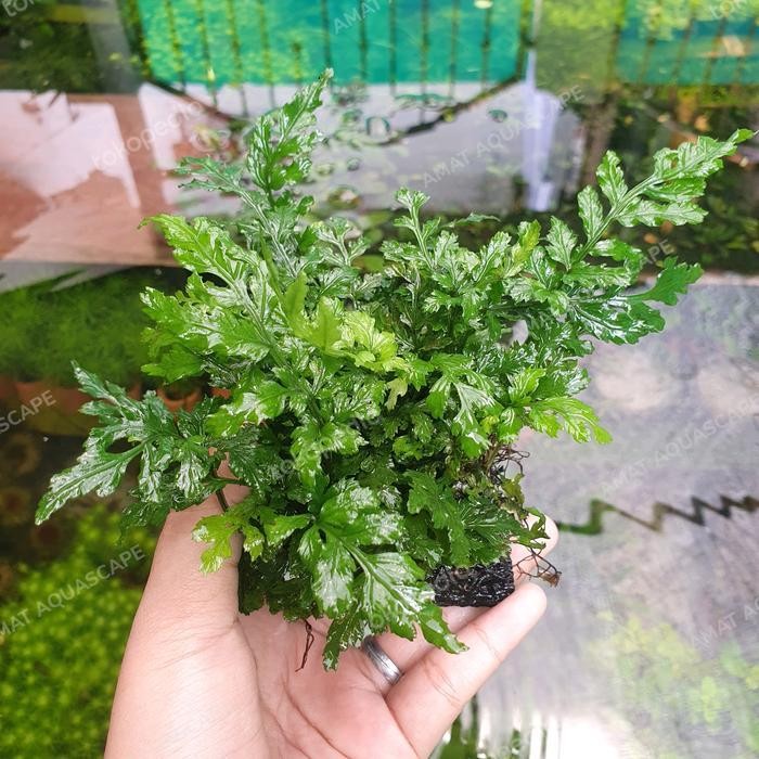 Bolbitis Heteroclita | Mini Bolbitis | Tanaman Aquarium Aquascape