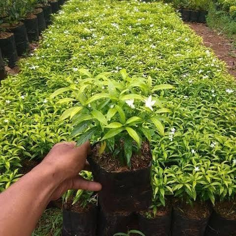 Tanaman Rombusa Mini Kuning