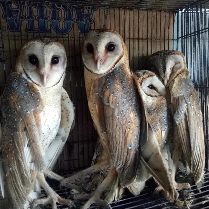 Burhan/Burung Hantu Barn owl/Tyto alba/Pembasmi hama tikus