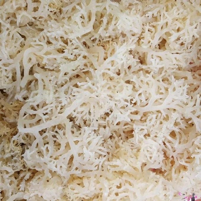 

1 Kilo Rumput Laut Kering Kualitas Terbaik Harga Termurah