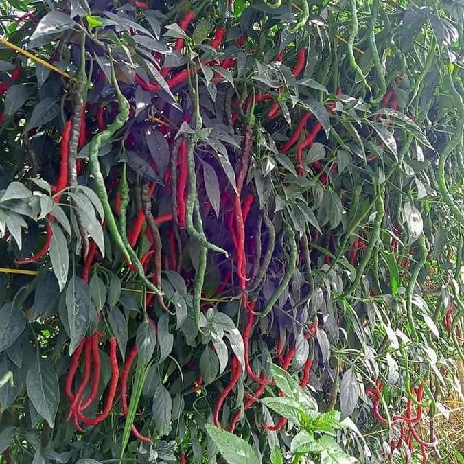 Bibit Cabe Merah Keriting Tinggi 2M Lokal Legum 10Gr - Cmk Legum Benih