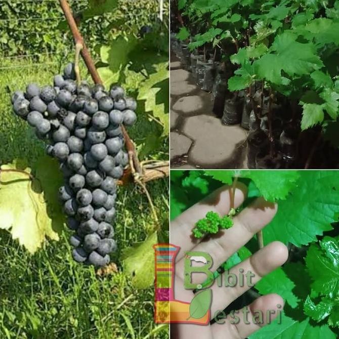 Bibit anggur caroline - Bibit Anggur Import Grafting