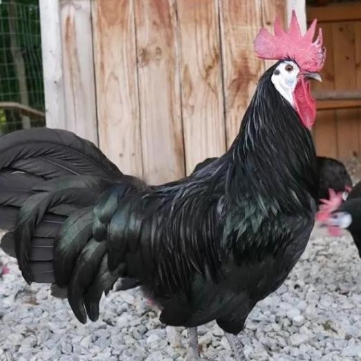 

telur ayam black Sumatra albino untuk ditetaskan is