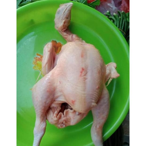 

Ayam Segar Paha-Sayap Warung Rangkuti Terpercaya Nugi