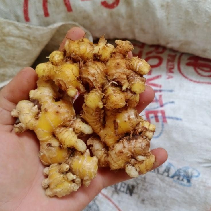

Jahe Emprit Size Kecil Rasa Lebih Pedas Sudah Bersih 1 Kg