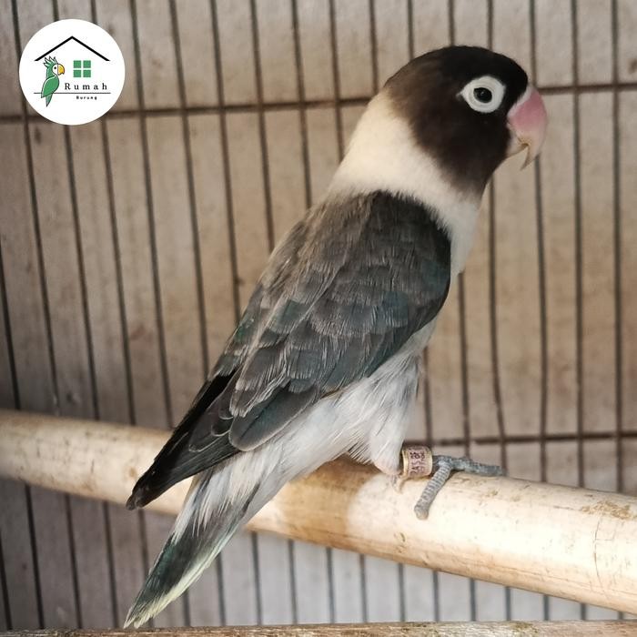 LOVEBIRD PERSO BIO EWING BLUE ISTIMEWAH LANGKA