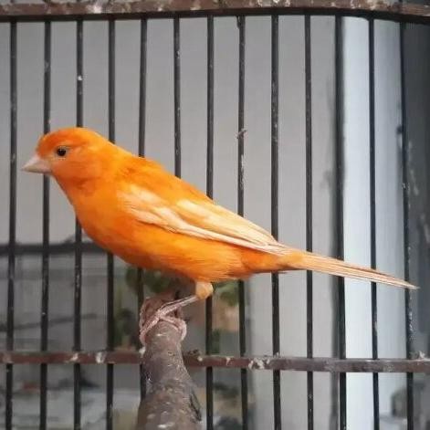 burung kenari betina orange