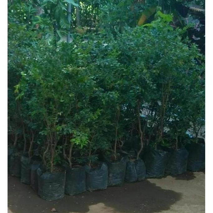 Terlaris Bibit Tanaman Buah Anggur Brazil / Anggur Pohon G3P SUPER