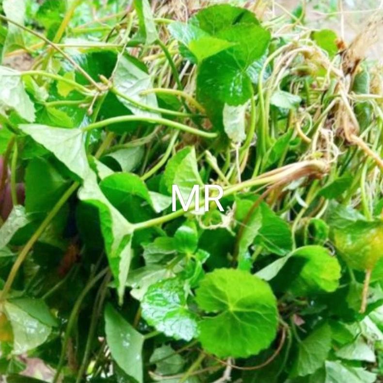 

Daun pegagan segar daun tapak kuda antanan merah fres per 1 kg Nugi