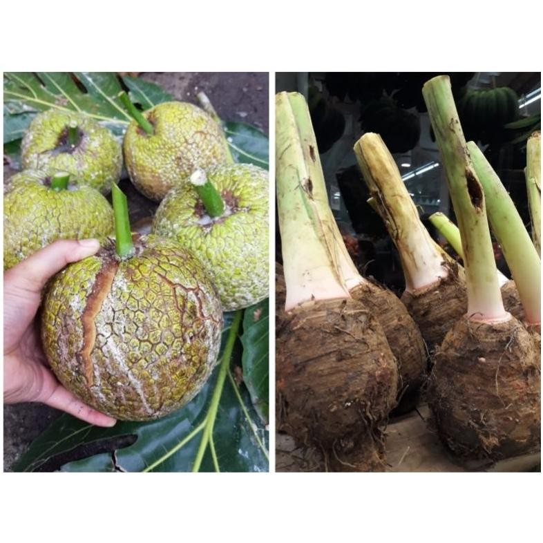 

Talas Ketan Bogor | Buah Sukun Nugi