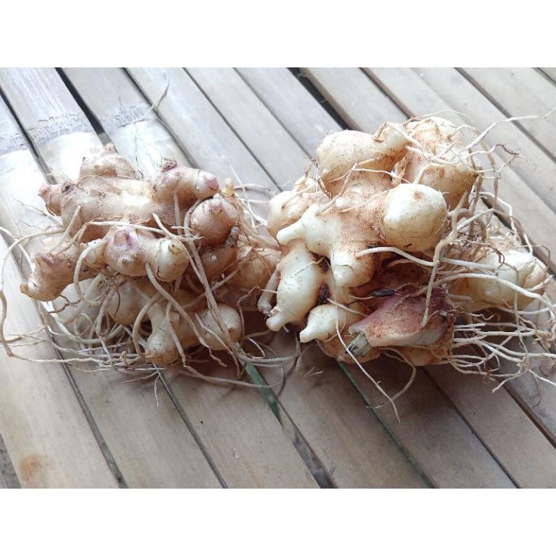 

Umbi Daun Dewa Segar 100% original Nugi