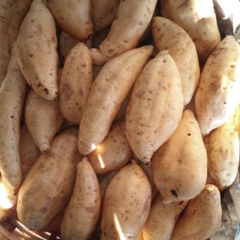 

UBI UBI MADU UBI CILEMBUSEGAR PER 1KG YA KAK Nugi