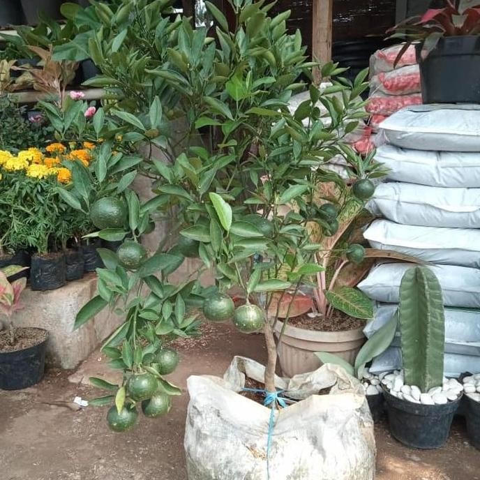

Tanaman Buah Jeruk Santang Madu Sudah Berbuah / Berbunga
