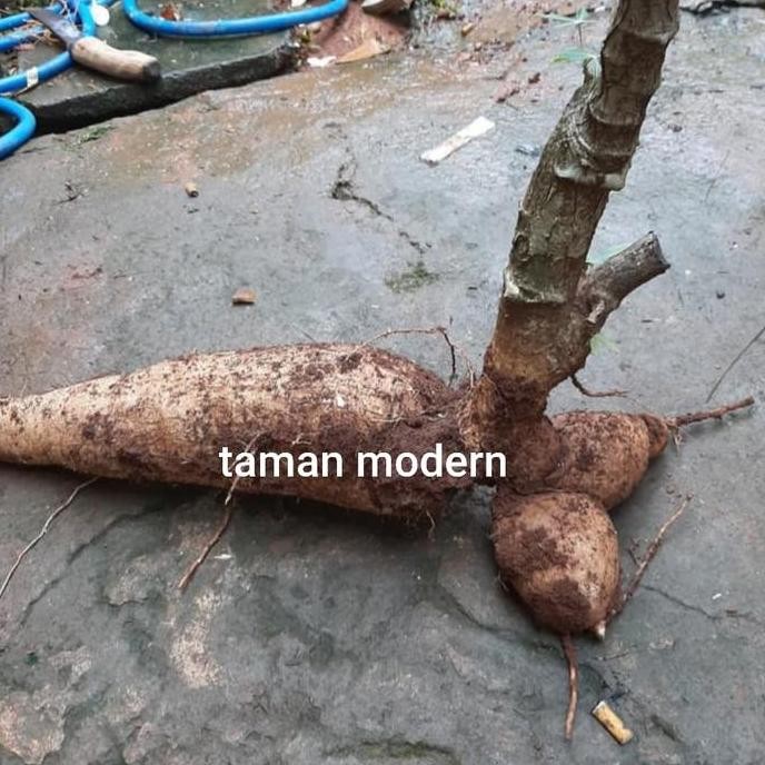 

Singkong Racun Ukuran -Buah Singkong Racun,Singkong Genderuwo,