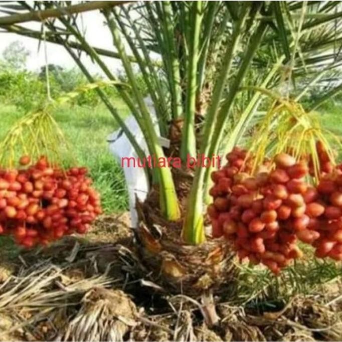 Terlaris Ready 2 Bibit Buah Kurma Ajwa Jantan Dan Betina Bibit Biji