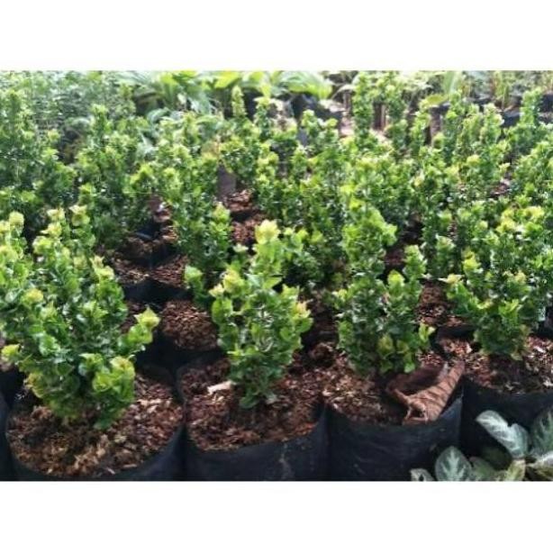 Terlaris Tanaman hias bunga asoka tusuk sate - soka tusuk sate