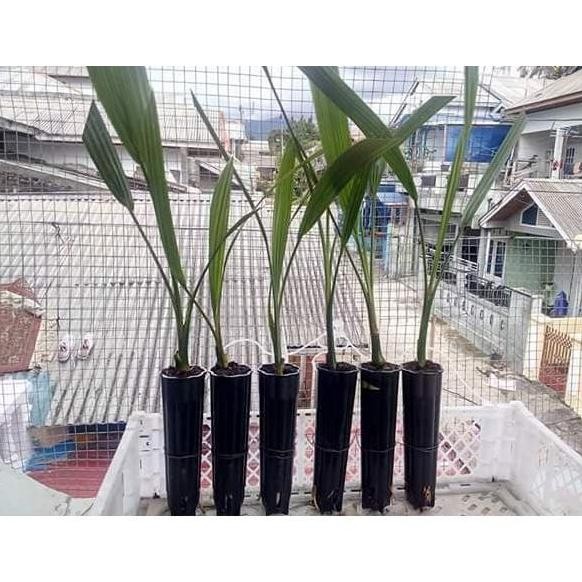 Terlaris Terlaris Bibit Kurma Tc / Kultur Jaringan Asal Dpd Inggris