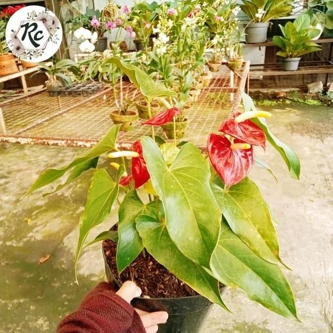 Bibit Tanaman Hias Hidup Anthurium Mini Merah Cabe Rimbun PLUS POT TANAH LIAT